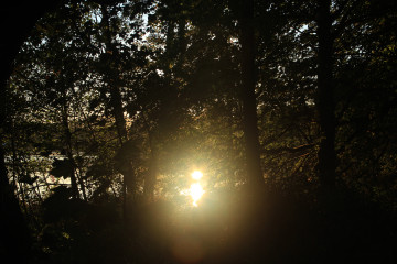 The sun's reflection bursts through the trees