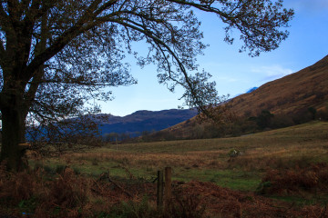 Fields and hills under a tree, looking back towards the Loch from the road to Arrochar