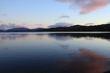 Two swans on Loch Lomond