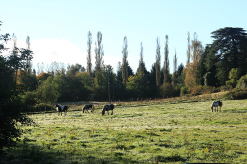 Horses